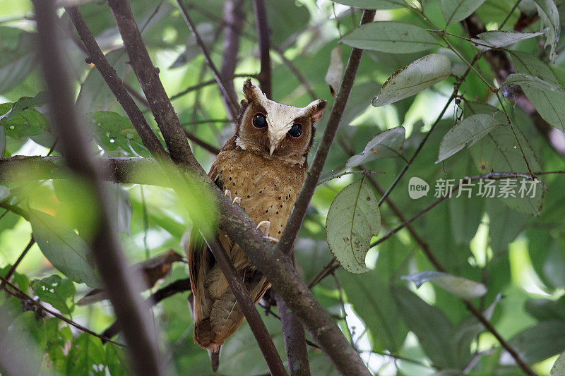 夜行鸟:成年白额镜鸮(Otus sagittatus)。